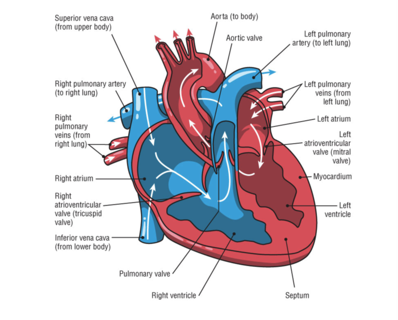 Too Much of a Good Thing? Heart Arrhythmias in Endurance Athletes ...